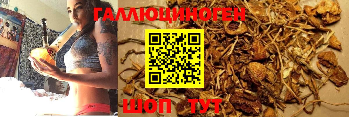 Псилоцибиновые грибы Psilocybe  Вход с VPN  Бахчисарай  Псилоцибиновые грибы прущие грибы 